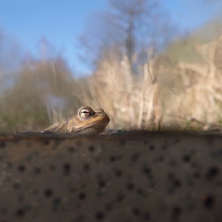 Spawning time... Common toad (Bufo bufo) in water, pond, sitting in a pond in early spring on