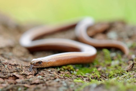 Snake-like... Slow worm (Anguis fragilis), common, native reptile, belongs to the lizards, is not a