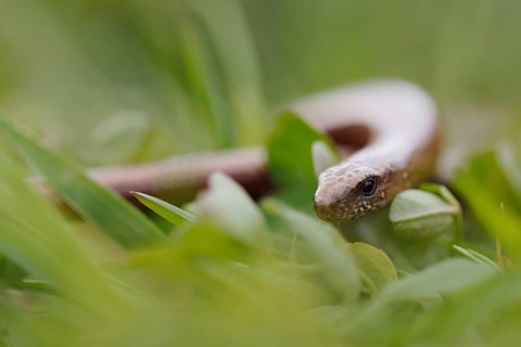 On the move in the grass... Slow worm (Anguis fragilis) meandering through a meadow, slow worms are
