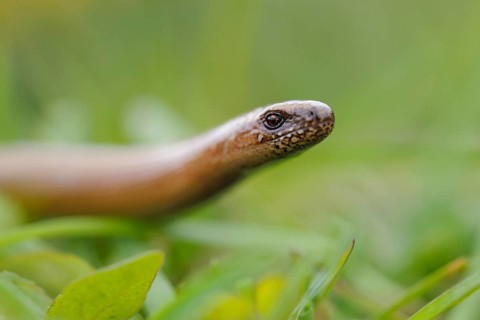 Out and about in the grass... Slow worm (Anguis fragilis), in some places common native reptile,