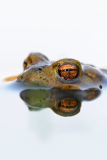 Toad eyes... Common toad (Bufo bufo), male toad waiting in spawning waters for a female ready to