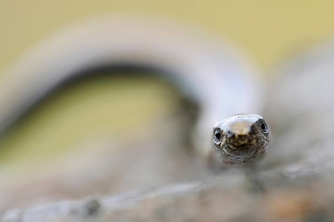 Lizard eyes... Slow worm (Anguis fragilis), frontal close-up, head portrait, direct eye contact,