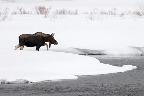 Deep winter... Moose (Alces alces), young bull moose trudges through high snow towards a river,