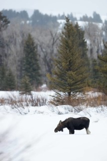 In typical habitat... Elk (Alces alces), young bull elk, shed antlers, in winter with snow, nature