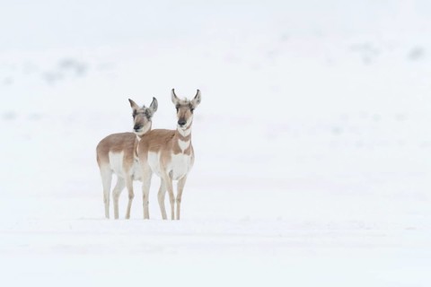 Pronghorn antelopes, pronghorn antelopes (Antilocapra americana), two females in winter in a