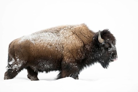Impressive, primeval animals... American Bison (Bison bison), strong bison bull in deep winter, fur