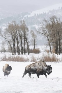 In the wide valley... American Bison (Bison bison) in winter, American Bison in the wide,
