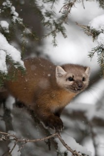 Pine marten (Martes americana) sits hidden in the branches of a conifer covered with snow in