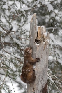 Articulated... American pine marten (Martes americana), also called spruce marten, climbing up an