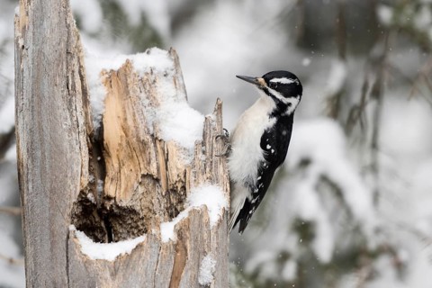 Hairy woodpecker (Picoides villosus), adult female in winter, sitting in typical woodpecker manner