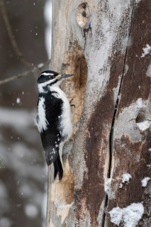 Building a cave... Hairy woodpecker (Picoides villosus), North American woodpecker species,