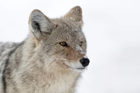 Coyote (Canis latrans), adult, in winter, attentively observing the snowfall, close-up, detailed,