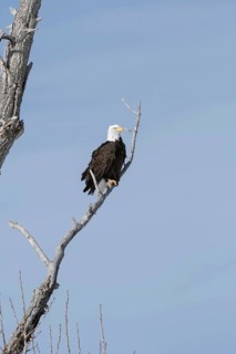 Majestic... Bald eagle (Haliaeetus leucocephalus) on its perch, perch in a tree, probably an