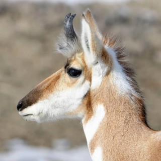Pronghorn... Pronghorn (Antilocapra americana) pronghorn, pronghorn antelope or pronghorn antelope
