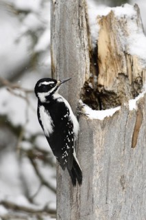 Foraging ... Hairy woodpecker (Picoides villosus), North American woodpecker species in winter