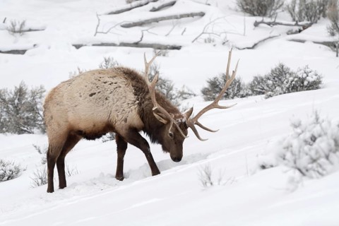 Tough times... Wapiti (Cervus canadensis), American deer, American deer species digs with its