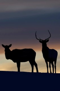 Deer, Wapitis (Cervus canadensis), North American deer, pair on a small hill, hilltop, silhouette