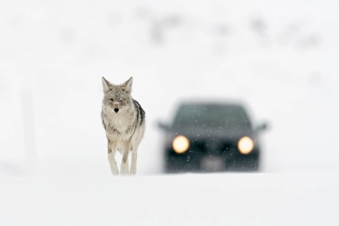 Walking pace... Coyote (Canis latrans) walking across a snow-covered road in winter, followed by a