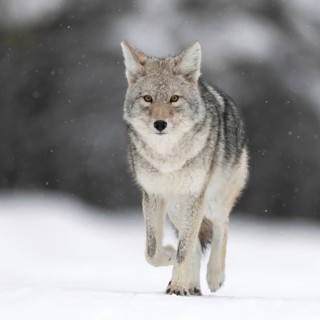 On the move... Coyote (Canis latrans) in winter in the snow, light snowfall, wild coyote runs