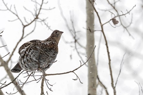 Ruffed grouse (Bonasa umbellus) in winter, sitting high in a tree on a thin branch in light