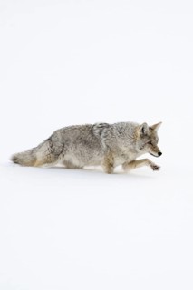 Coyote (Canis latrans) in winter, struggling through high snow, has to lift the front paw high,
