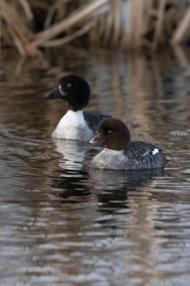 Common scoters (Bucephala islandica) in winter, adult female with juvenile, swimming on a river,
