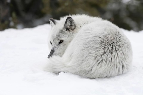 Curled up in the snow... Timberwolf (Canis lupus lycaon), grey wolf, grey wolf or simply wolf in