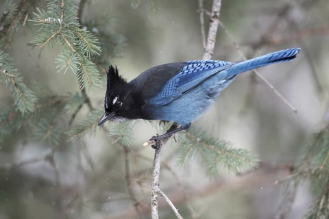 Curious... Diademed jay (Cyanocitta stelleri) in winter, North American corvid, very pretty jay