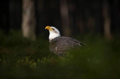 Securing... Bald eagle (Haliaeetus leucocephalus) sits in the spotlight in the undergrowth on the