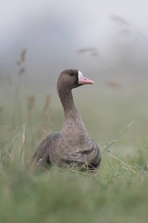 Greater White-fronted Goose (Anser albifrons), northern wild goose in the tall grass of a meadow,