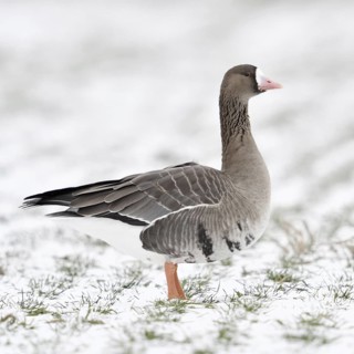White-fronted goose (Anser albifrons) in winter on farmland covered with snow, Nordic winter
