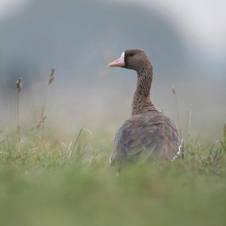 Looking round... White-fronted goose (Anser albifrons), wintering wild goose in the tall grass of a