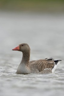 Greylag goose (Anser anser), swimming wild goose, second largest goose species in Europe,