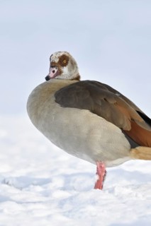 Nile goose (Alopochen aegyptiacus), now widespread wild goose, in winter, in the snow, neozone,
