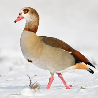 Nile goose (Alopochen aegyptiacus), invasive conspicuous wild goose in Europe, on the Lower Rhine