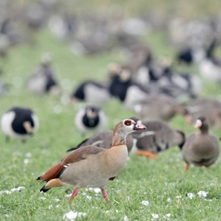 Nile goose (Alopochen aegyptiacus), in winter, invasive species in Western Europe, roosts together