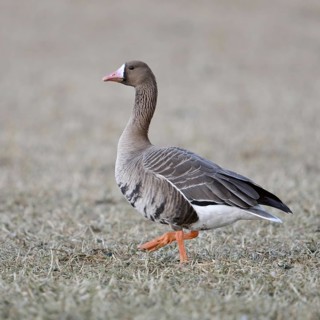 A wild goose... White-fronted goose (Anser albifrons) walking across a stubble field, full-grown