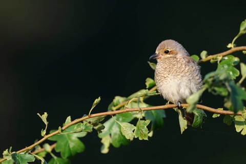 In the best light... Red-backed shrike (Lanius collurio), fledgling in late evening light high up