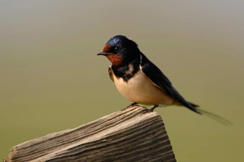 Migratory birds... Barn Swallow (Hirundo rustica), Swallow, well-known native migratory bird sits
