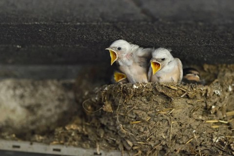 Aggressive begging... Barn Swallow (Hirundo rustica), young swallows, young birds, chicks, baby