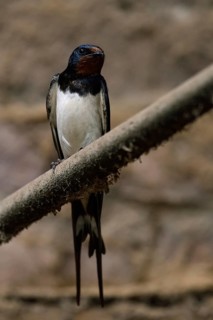 In the old cowshed... Barn Swallow (Hirundo rustica), larger native, widespread swallow with deeply