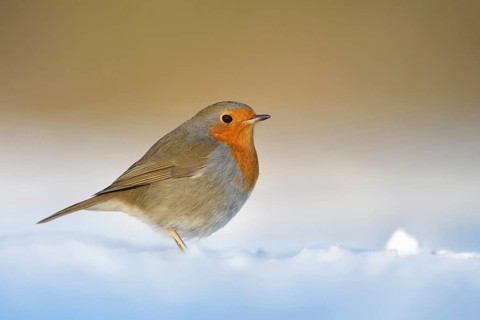 Robin (Erithacus rubecula), well-known songbird with bright red-orange breast sits in the most