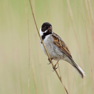 Reed dweller... Reed bunting (Emberiza schoeniclus), male adult bird in breeding plumage, splendour