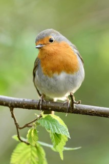 Cute little fellow... Robin (Erithacus rubecula) in spring, popular, almost everywhere common,