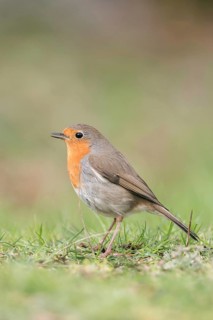 On the lawn in the garden... Robin (Erithacus rubecula) sits on the ground and sings, just as we