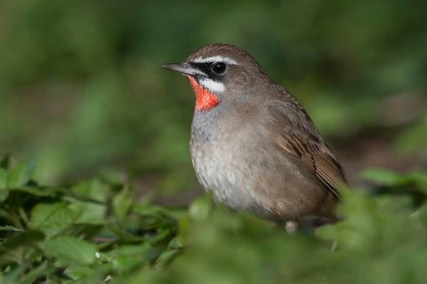 Ornithologically a small sensation... Rubythroat (Luscinia calliope), songbird, exceptional