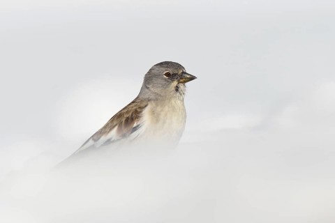 Survival artist... Snow sparrow (Montifringilla nivalis) in deep snow, bird of the Alps and other