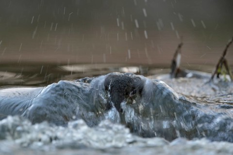 Against the current... White-throated Dipper (Cinclus cinclus) during a dive to search for food in