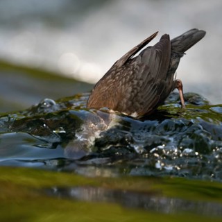 On a dive... White-throated Dipper (Cinclus cinclus), diving dipper searching for food, highly