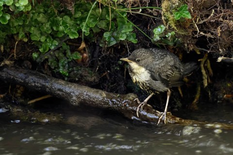 Just fledged... White-throated Dipper (Cinclus cinclus), just fledged young bird, chick, offspring
